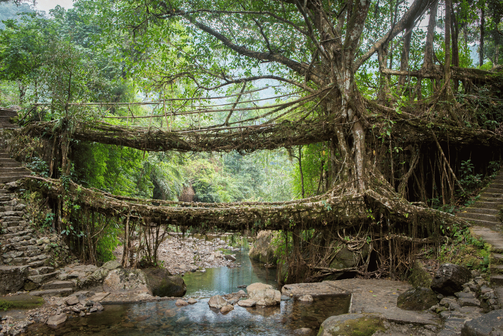 Meghalaya Magic Hills Falls and Dawki Tour