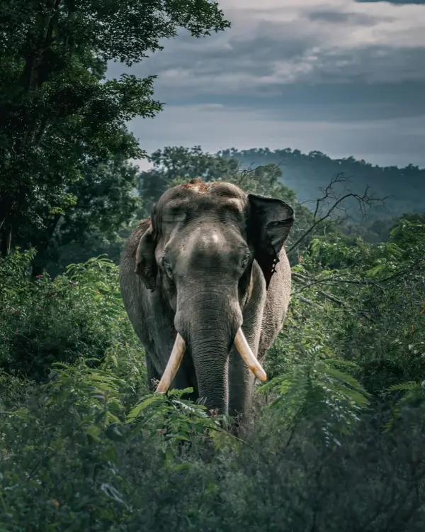Wildlife and nature travel experience